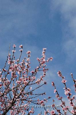 Blossom 1.jpg - Glossy print - $35 inc. P&P Size: 20 cm x 30 cm 