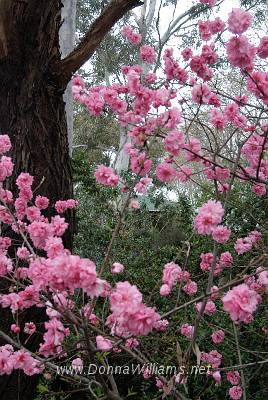 Blossom 2.jpg - Glossy print - $35 inc. P&P Size: 20 cm x 30 cm 